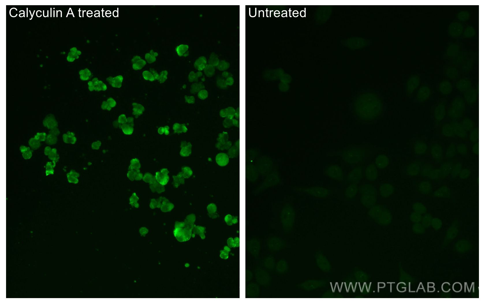 Immunofluorescence (IF) / fluorescent staining of PC-3 cells using CoraLite® Plus 488-conjugated Phospho-GSK3B (Ser9) (CL488-67558)