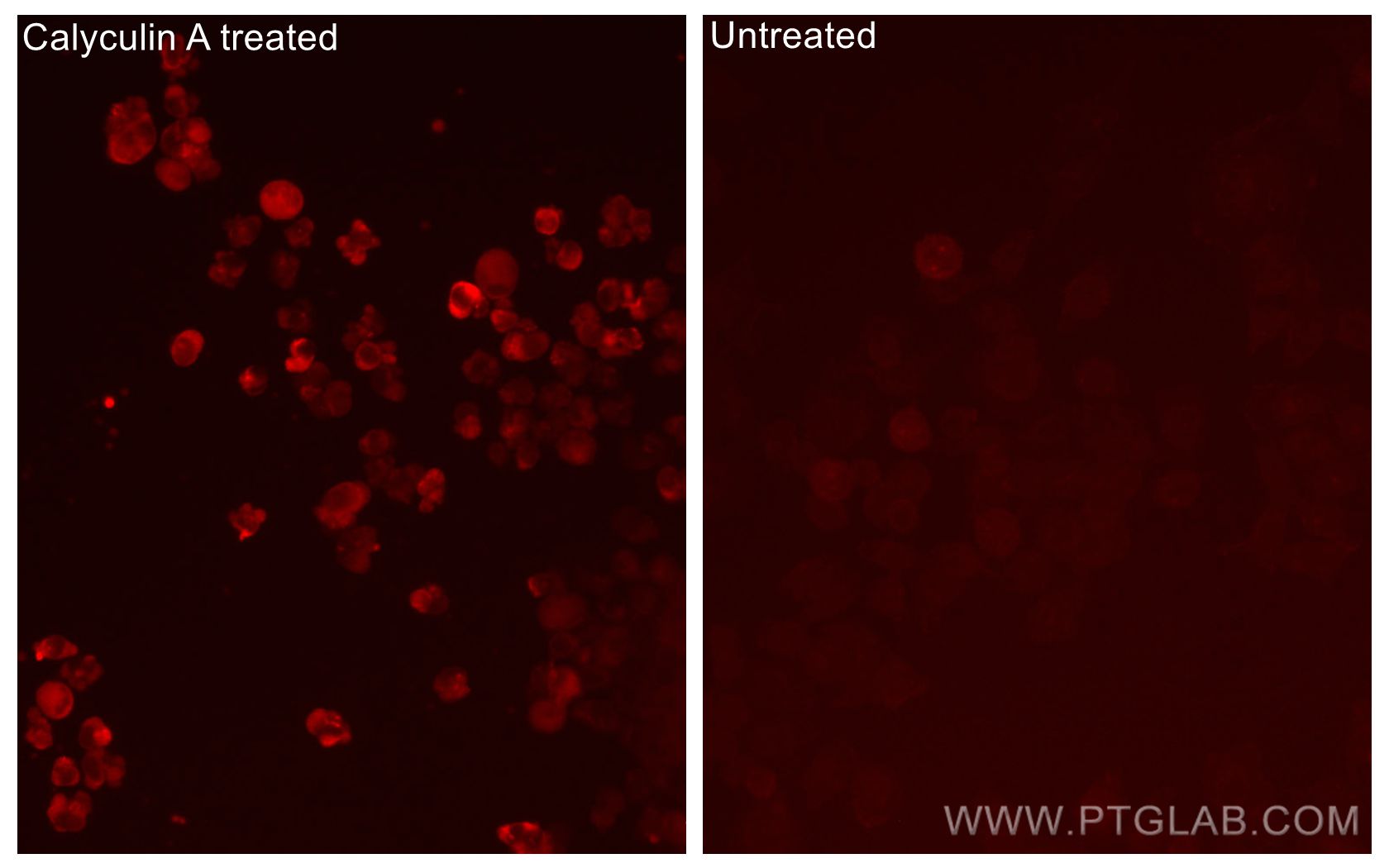 Immunofluorescence (IF) / fluorescent staining of PC-3 cells using CoraLite®594-conjugated Phospho-GSK3B (Ser9) Monoc (CL594-67558)