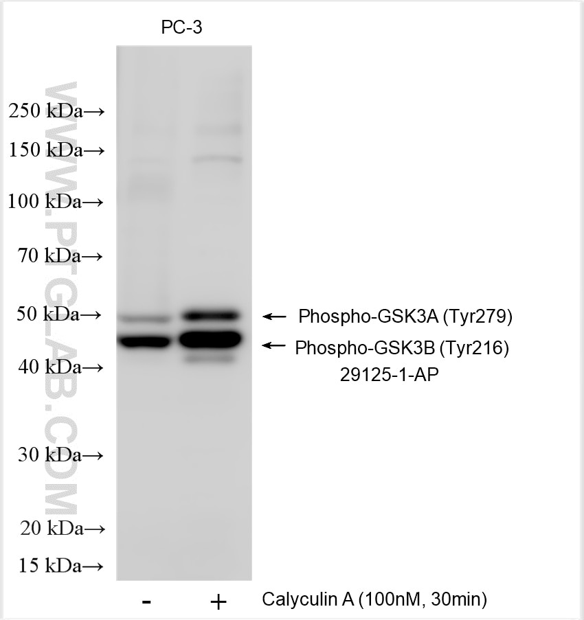 Western Blot (WB) analysis of various lysates using Phospho-GSK3A (Tyr279)/GSK3B (Tyr216) Polyclonal a (29125-1-AP)