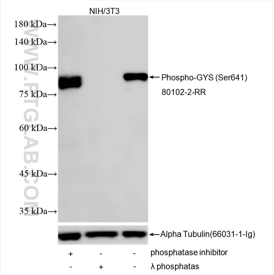 Western Blot (WB) analysis of various lysates using Phospho-GYS (Ser641) Recombinant antibody (80102-2-RR)