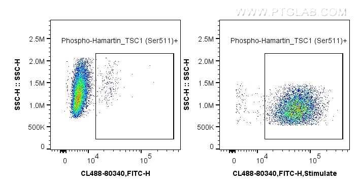 Phospho-Hamartin/TSC1 (Ser511)