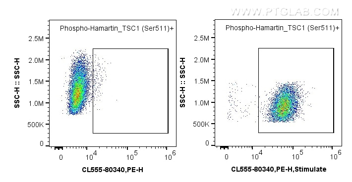 Phospho-Hamartin/TSC1 (Ser511)