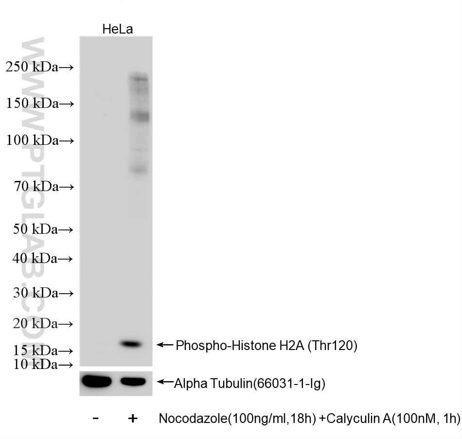 Western Blot (WB) analysis of HeLa cells using Phospho-Histone H2A (Thr120) Recombinant antibody (83041-8-RR)