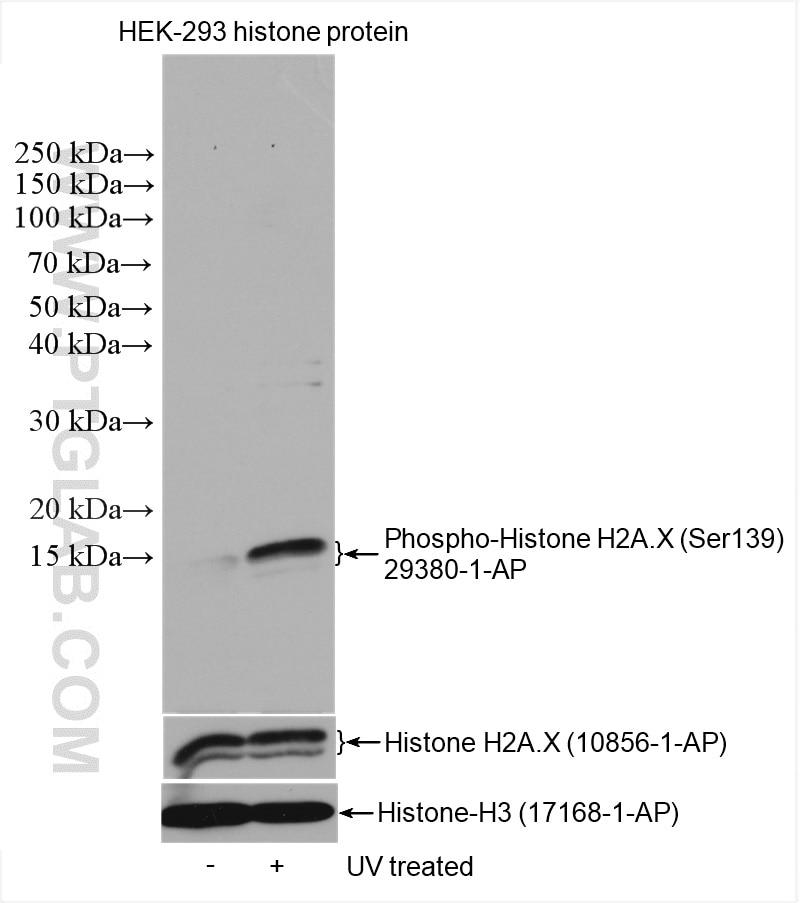 Western Blot (WB) analysis of various lysates using Phospho-Histone H2A.X (Ser139) Polyclonal antibody (29380-1-AP)