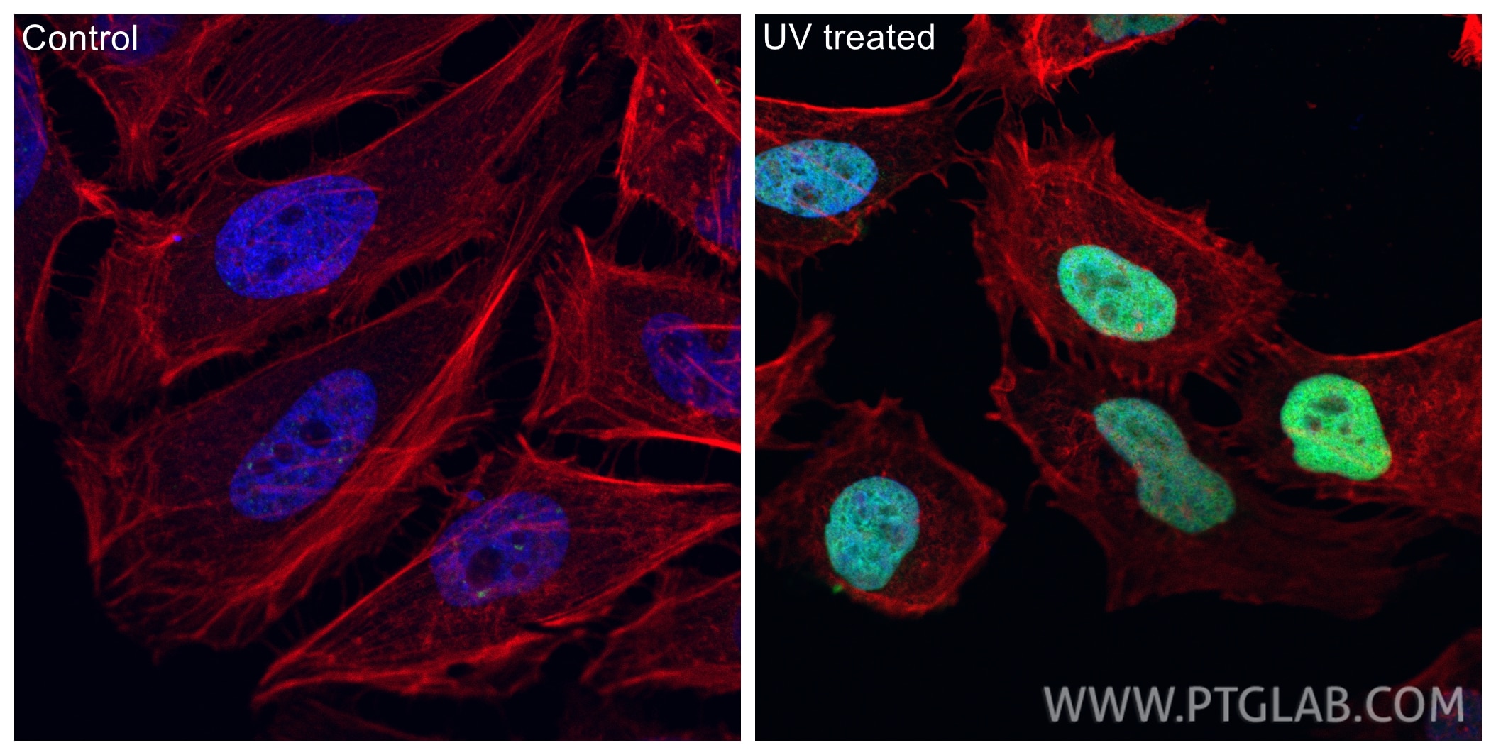 Immunofluorescence (IF) / fluorescent staining of HeLa cells using Phospho-Histone H2A.X (Ser139) Recombinant monoclo (83307-2-RR)