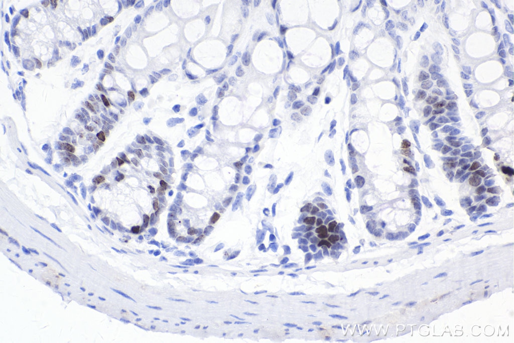 IHC staining of mouse colon using 83307-2-RR Immunohistochemistry (IHC) staining of mouse colon tissue using Phospho-Histone H2A.X (Ser139) Recombinant monoclo (83307-2-RR)