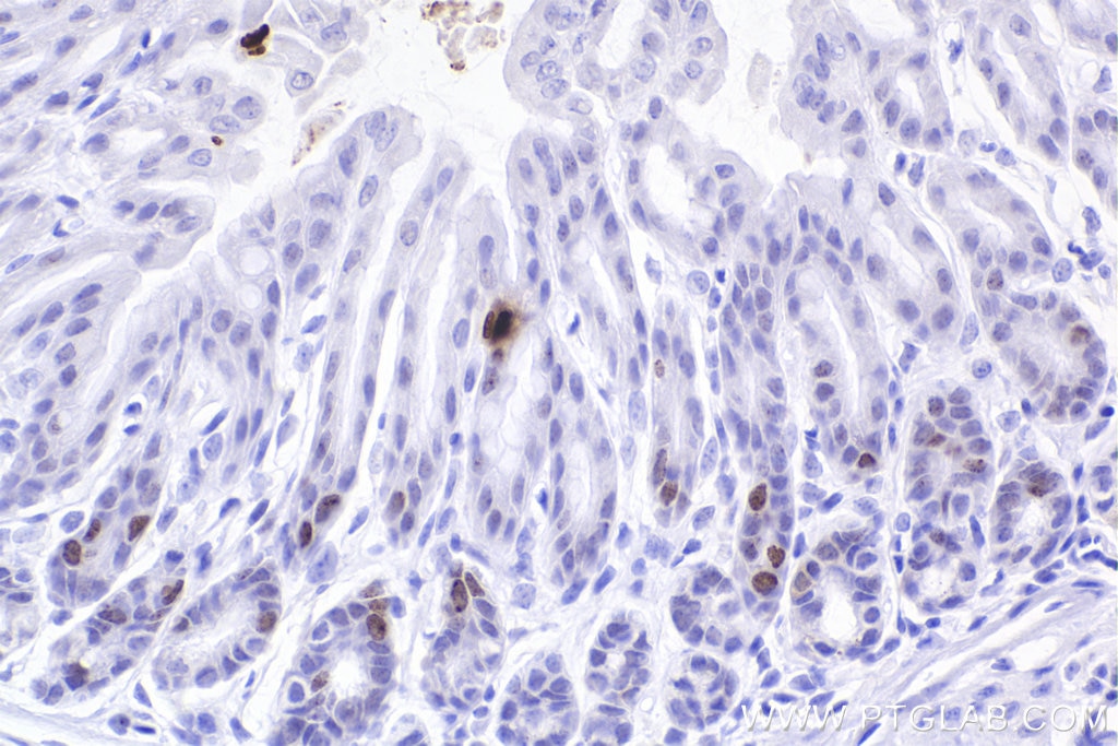 IHC staining of mouse stomach using 83307-2-RR Immunohistochemistry (IHC) staining of mouse stomach tissue using Phospho-Histone H2A.X (Ser139) Recombinant monoclo (83307-2-RR)