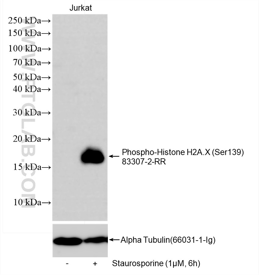 Phospho-Histone H2A.X (Ser139)