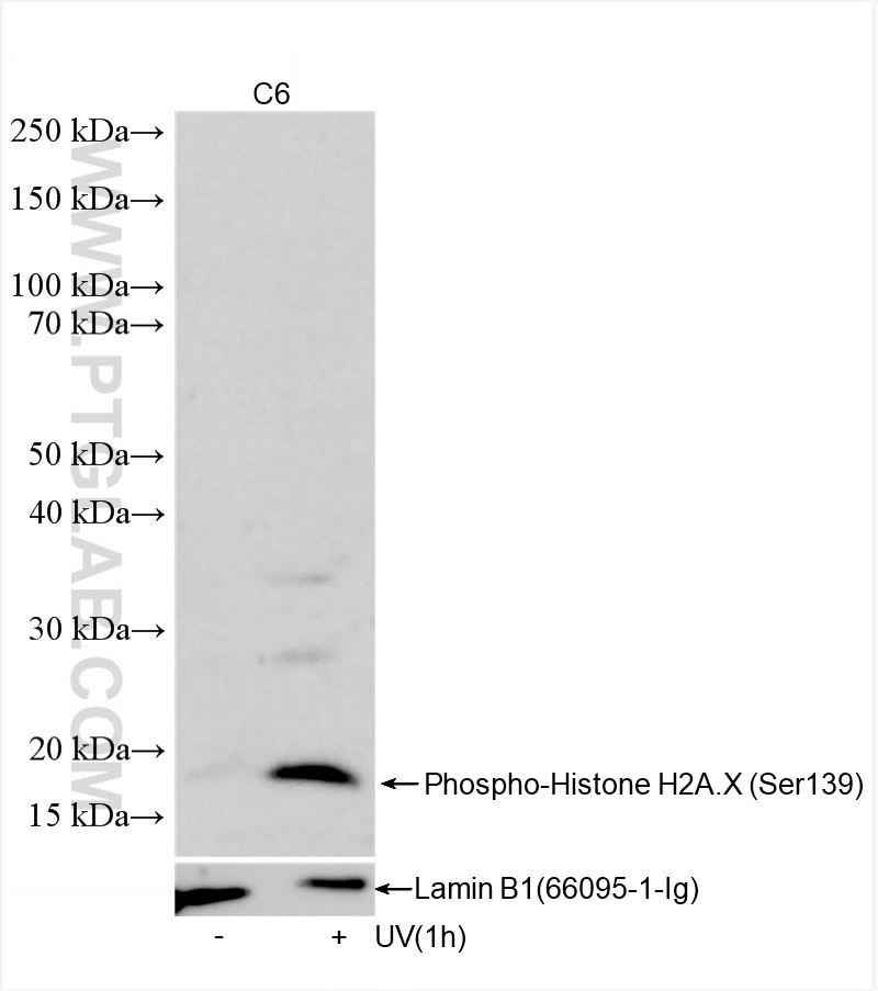 Western Blot (WB) analysis of C6 cells using Phospho-Histone H2A.X (Ser139) Recombinant antibod (83307-2-RR)