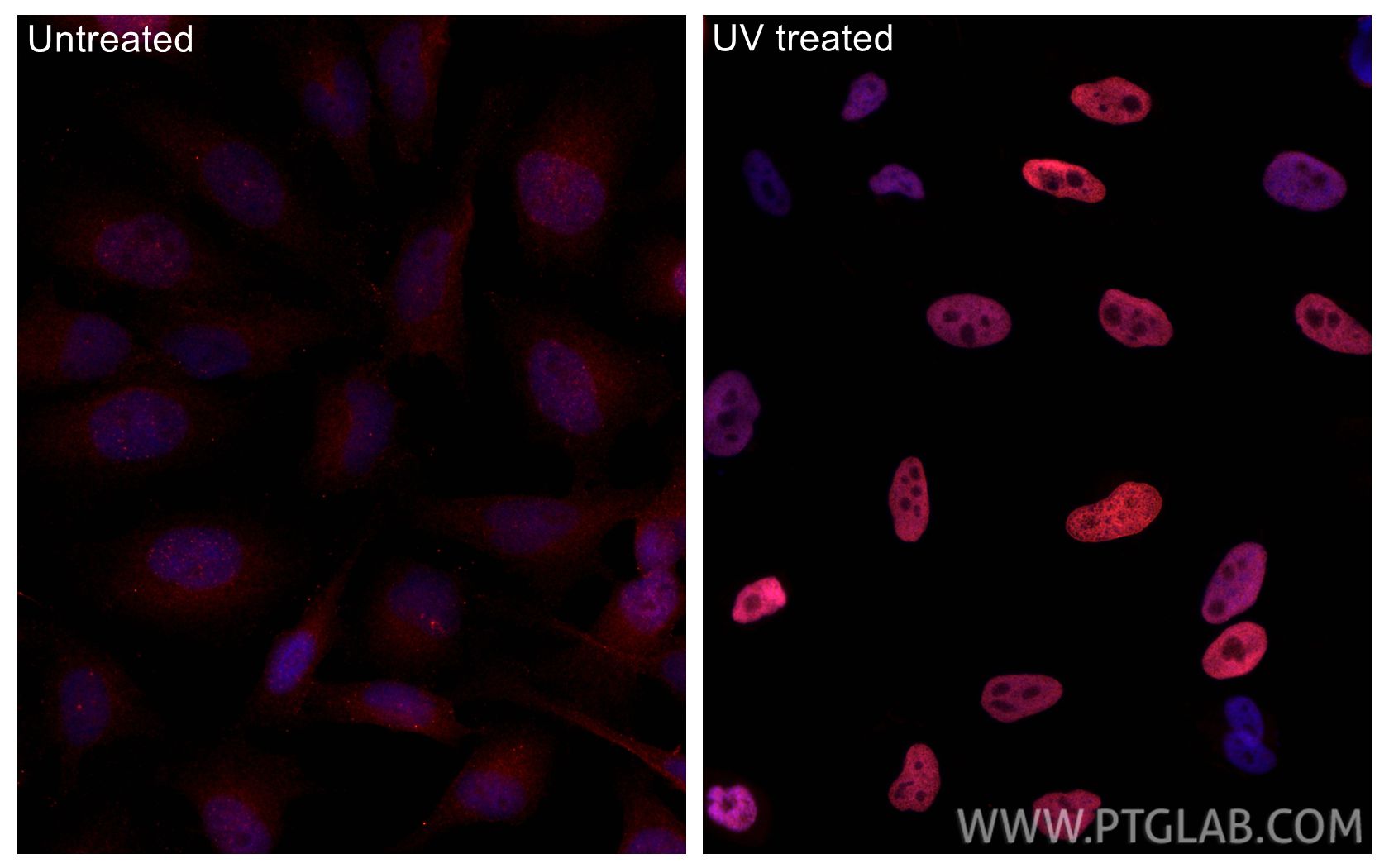 Immunofluorescence (IF) / fluorescent staining of HeLa cells using CoraLite®594-conjugated Phospho-Histone H2A.X (Ser (CL594-83307-2)