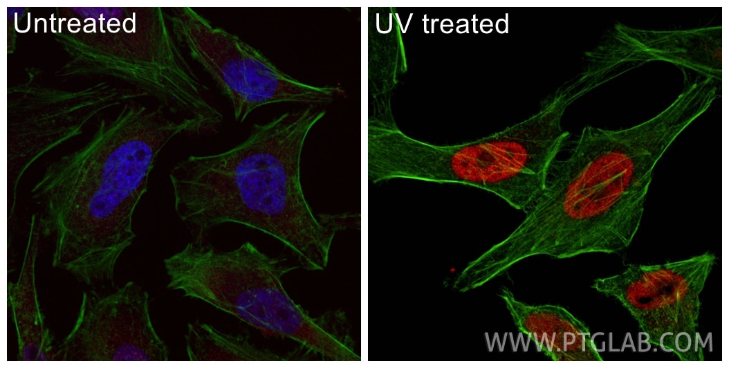 Immunofluorescence (IF) / fluorescent staining of HeLa cells using CoraLite®594-conjugated Phospho-Histone H2A.X (Ser (CL594-83307-2)