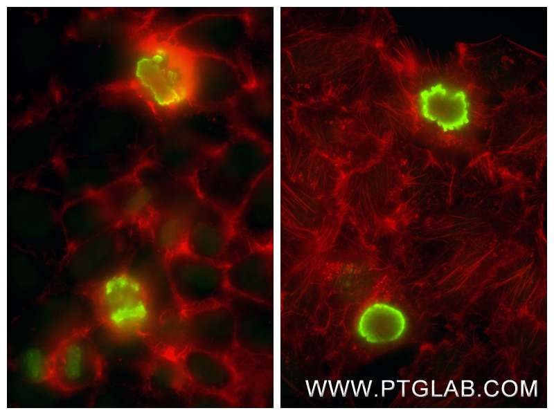 Immunofluorescence (IF) / fluorescent staining of HepG2 cells using Phospho-Histone H3 (Ser10) Recombinant monoclonal  (82828-10-PBS)