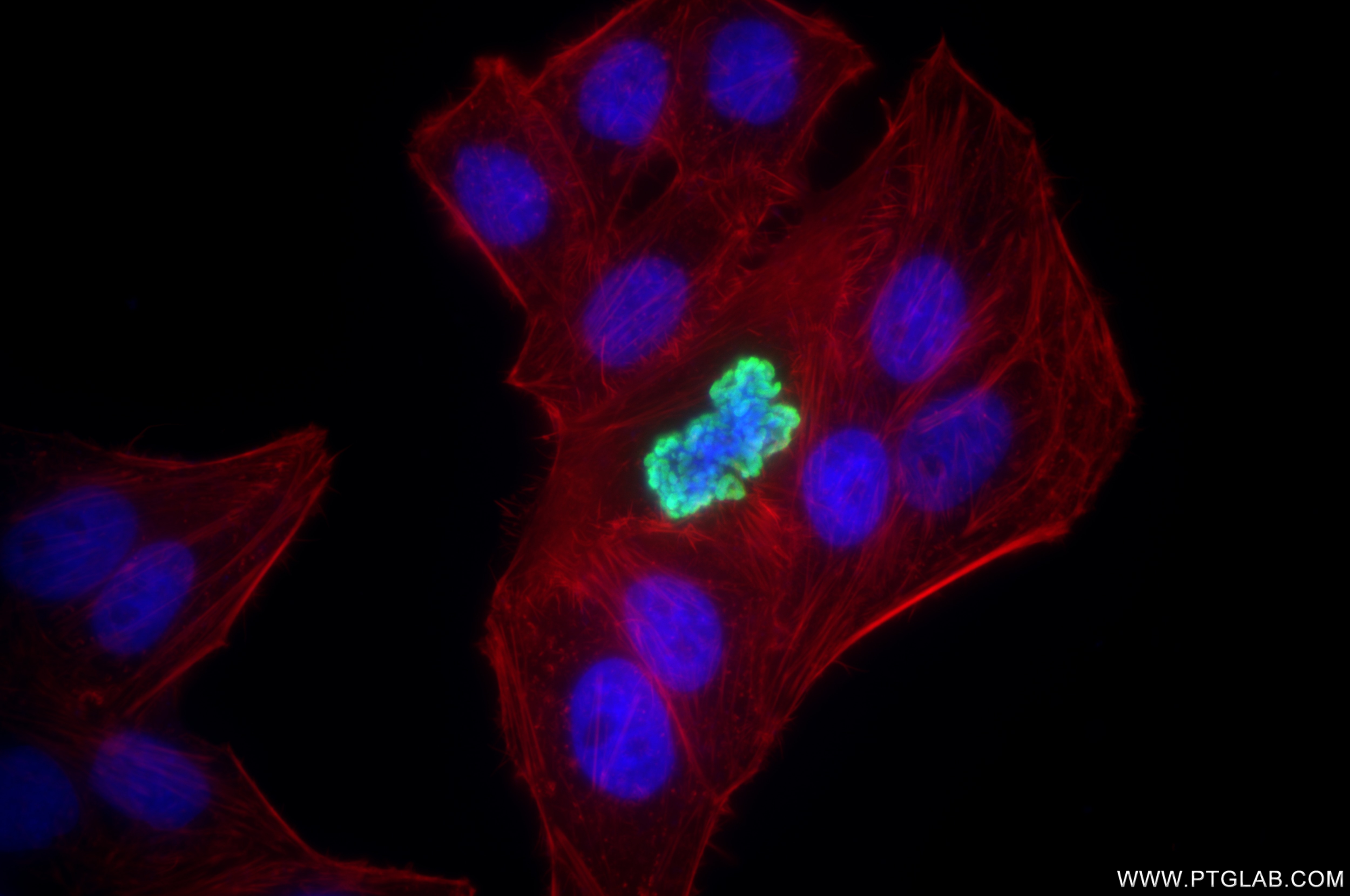 Immunofluorescence (IF) / fluorescent staining of HepG2 cells using Phospho-Histone H3 (Ser10) Recombinant antibody (82828-10-RR)