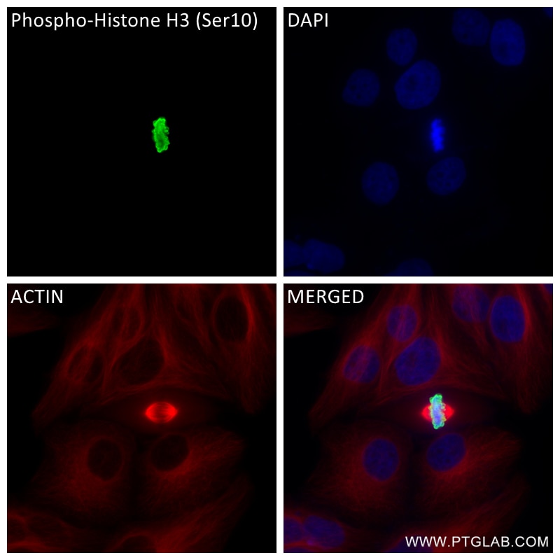 Immunofluorescence (IF) / fluorescent staining of HepG2 cells using Phospho-Histone H3 (Ser10) Recombinant antibody (82828-10-RR)