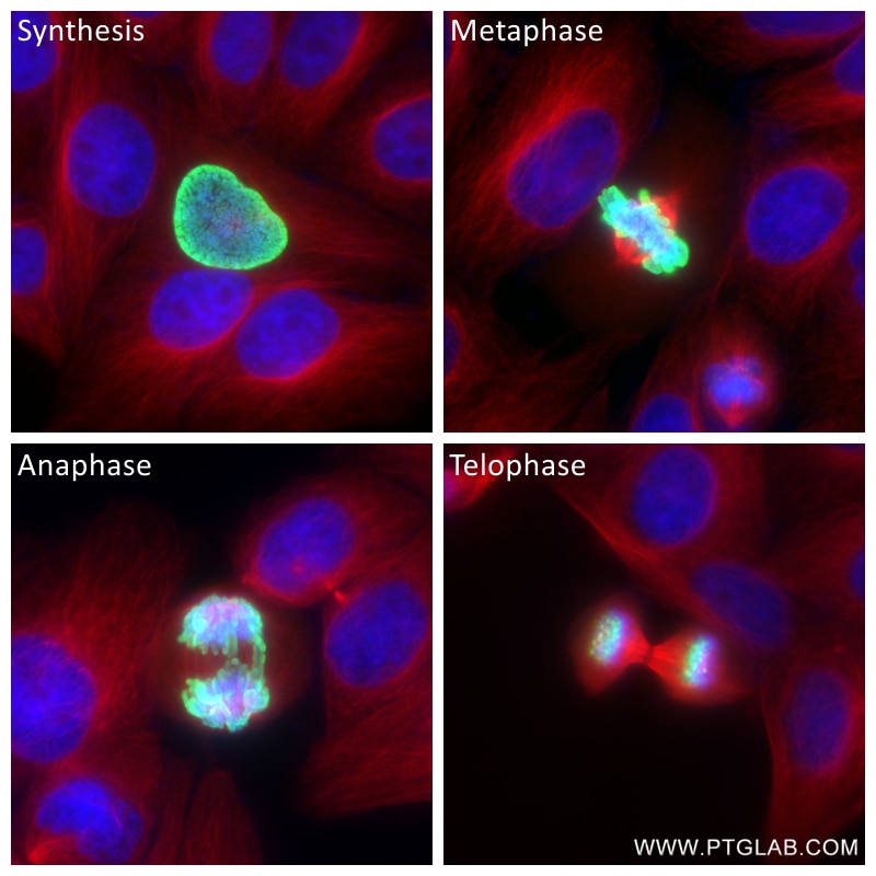 Immunofluorescence (IF) / fluorescent staining of HepG2 cells using Phospho-Histone H3 (Ser10) Recombinant antibody (82828-10-RR)