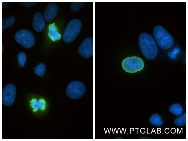 Immunofluorescence (IF) / fluorescent staining of HepG2 cells using Phospho-Histone H3 (Ser10) Recombinant monoclonal  (82828-10-RR)