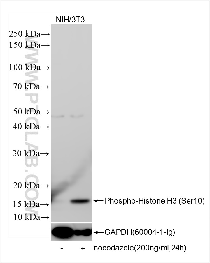 Western Blot (WB) analysis of NIH/3T3 cells using Phospho-Histone H3 (Ser10) Recombinant antibody (82828-10-RR)