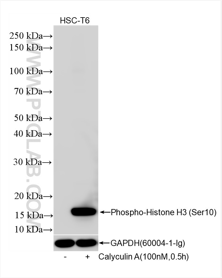 Western Blot (WB) analysis of HSC-T6 cells using Phospho-Histone H3 (Ser10) Recombinant antibody (82828-10-RR)
