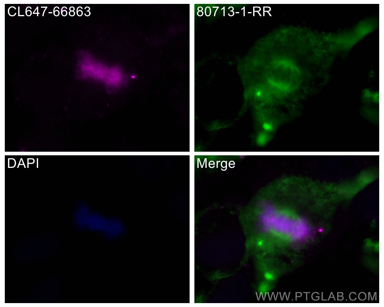 Immunofluorescence (IF) / fluorescent staining of HeLa cells using CoraLite® Plus 647-conjugated Phospho-Histone H3 ( (CL647-66863)