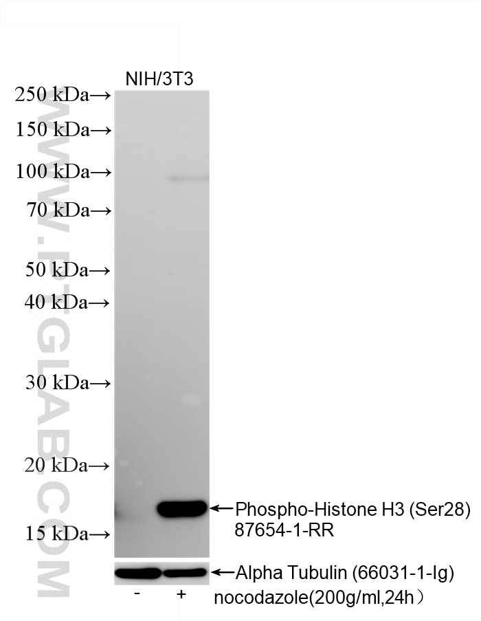 WB analysis using 87654-1-RR Western Blot (WB) analysis of various lysates using Phospho-Histone H3 (Ser28) Recombinant monoclonal (87654-1-RR)