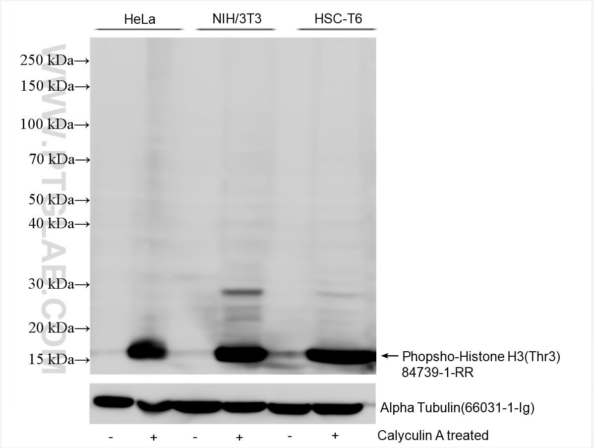 Western Blot (WB) analysis of various lysates using Phospho-Histone H3 (Thr3) Recombinant antibody (84739-1-RR)