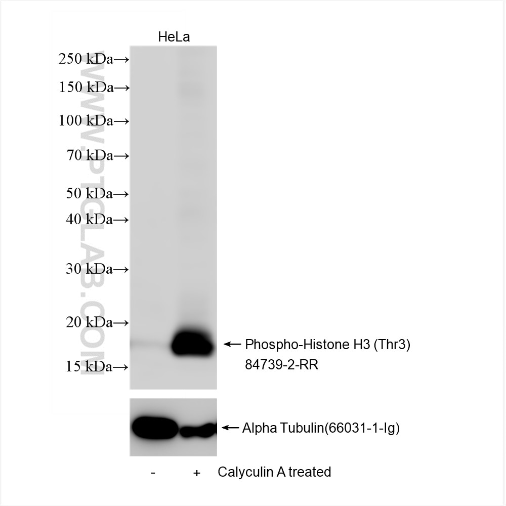 Western Blot (WB) analysis of HeLa cells using Phospho-Histone H3 (Thr3) Recombinant antibody (84739-2-RR)