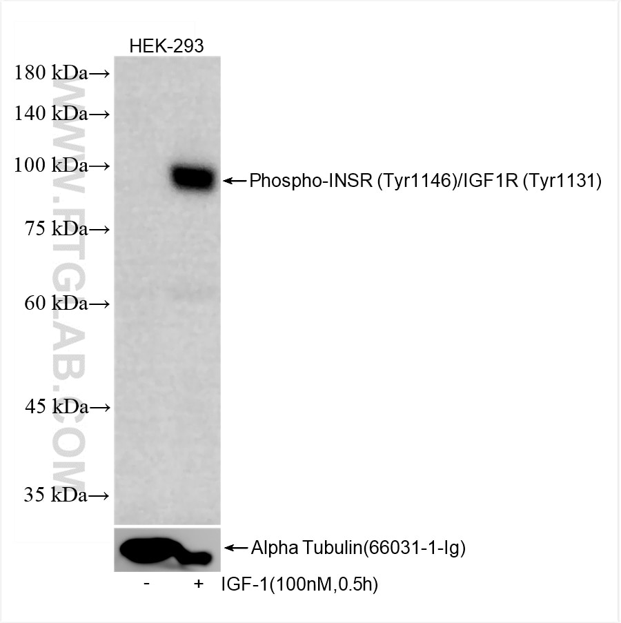 Phospho-INSR (Tyr1146)/IGF1R (Tyr1131)