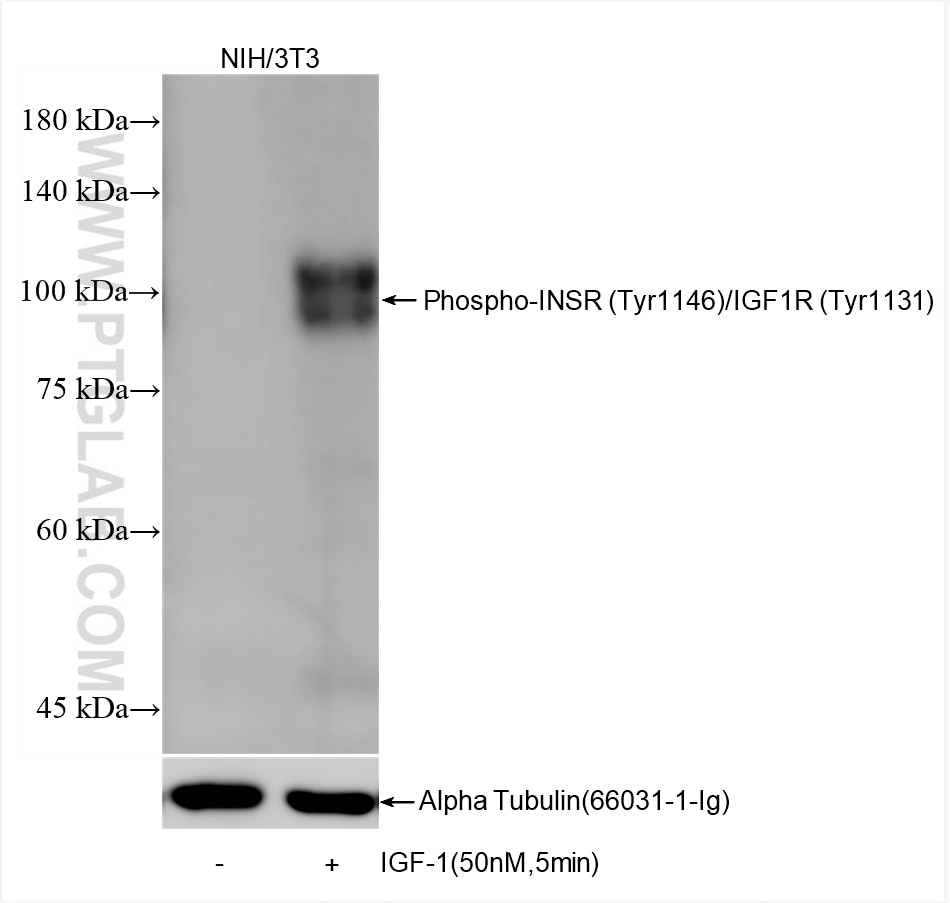 Western Blot (WB) analysis of NIH/3T3 cells using Phospho-INSR (Tyr1146)/IGF1R (Tyr1131) Recombinant (82830-15-RR)
