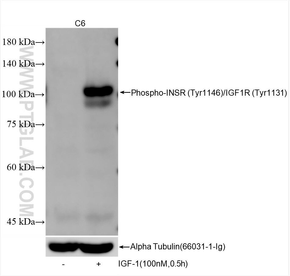 Western Blot (WB) analysis of C6 cells using Phospho-INSR (Tyr1146)/IGF1R (Tyr1131) Recombinant (82830-15-RR)