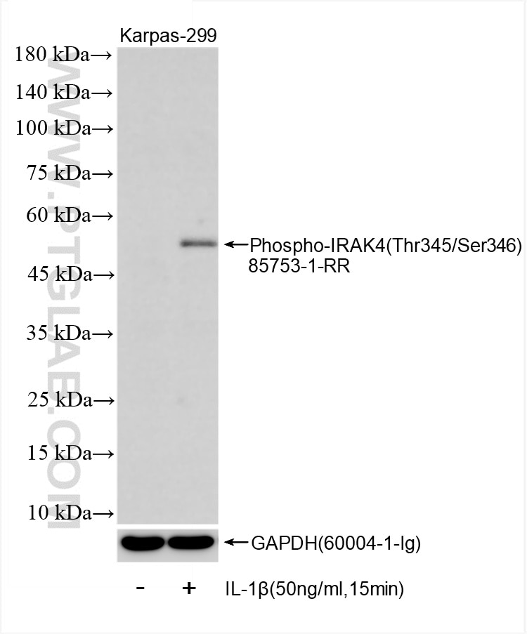 Phospho-IRAK4 (Thr345/Ser346)