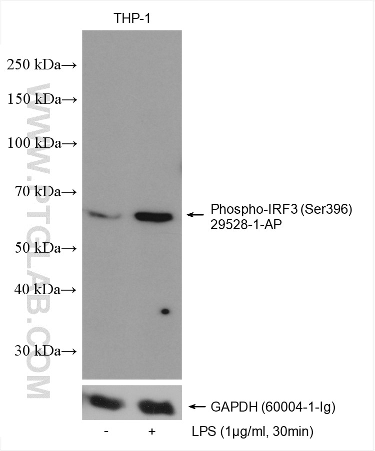 Western Blot (WB) analysis of various lysates using Phospho-IRF3 (Ser396) Polyclonal antibody (29528-1-AP)