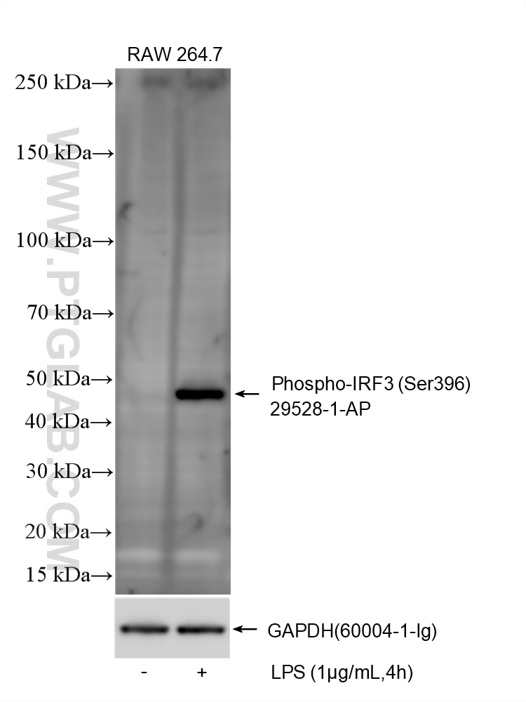 WB analysis using 29528-1-AP Western Blot (WB) analysis of various lysates using Phospho-IRF3 (Ser396) Polyclonal antibody (29528-1-AP)