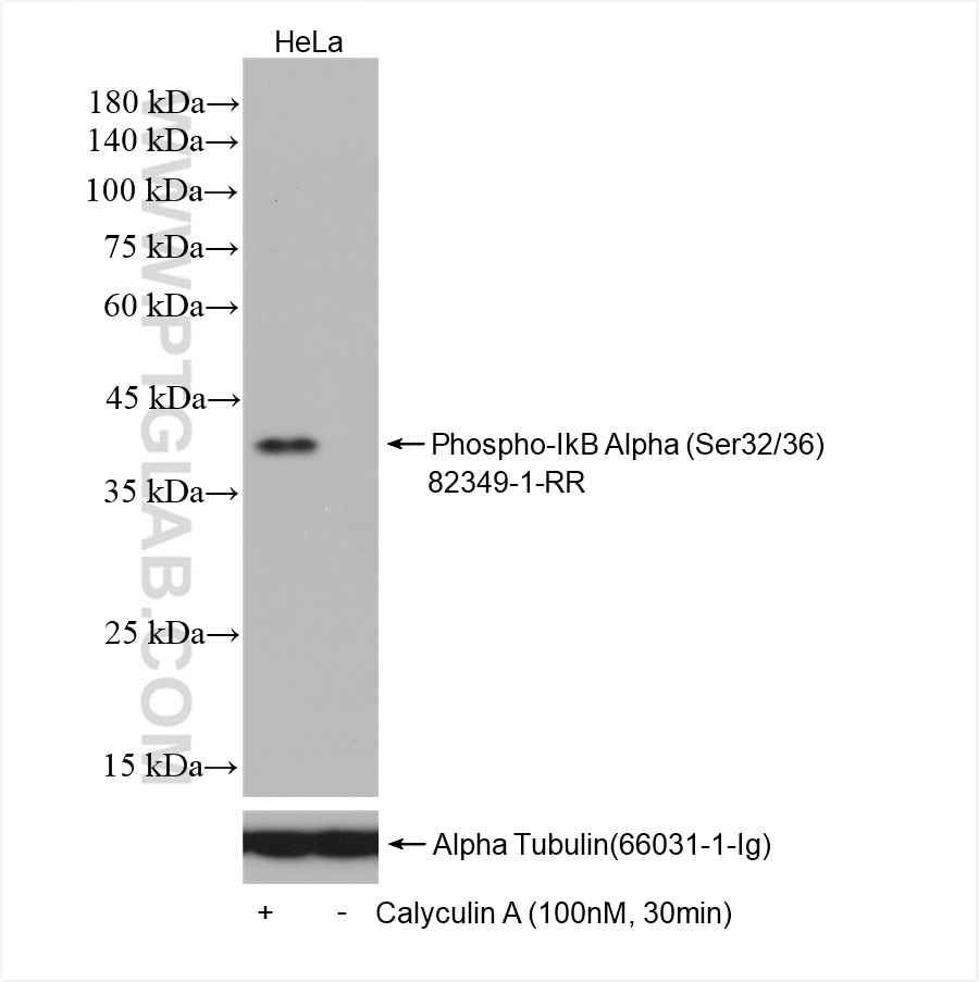 Western Blot (WB) analysis of HeLa cells using Phospho-IkB Alpha (Ser32/36) Recombinant antibody (82349-1-RR)