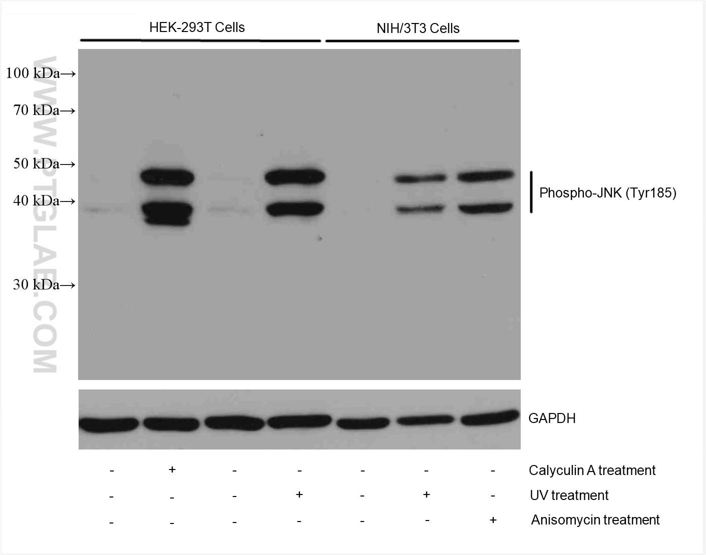 Western Blot (WB) analysis of various lysates using Phospho-JNK (Tyr185) Recombinant antibody (80024-1-RR)