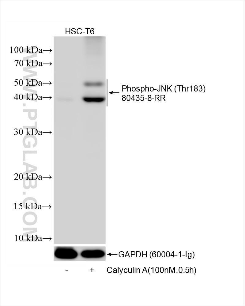 WB analysis using 80435-8-RR (same clone as 80435-8-PBS) Western Blot (WB) analysis of various lysates using Phospho-JNK (Thr183) Recombinant monoclonal antibo (80435-8-RR)