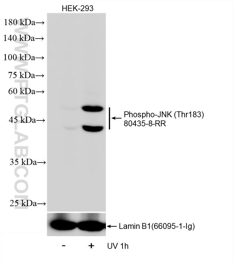 WB analysis of HEK-293 using 80435-8-RR (same clone as 80435-8-PBS) Western Blot (WB) analysis of HEK-293 cells using Phospho-JNK (Thr183) Recombinant monoclonal antibo (80435-8-RR)