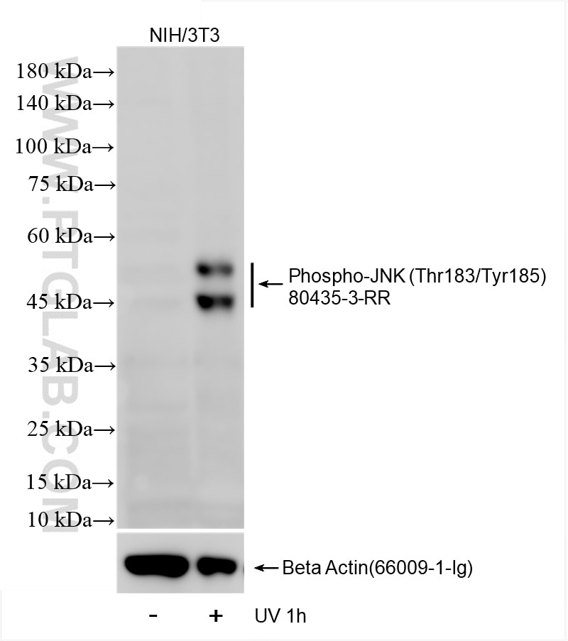 Western Blot (WB) analysis of NIH/3T3 cells using Phospho-JNK (Thr183/Tyr185) Recombinant antibody (80435-3-RR)