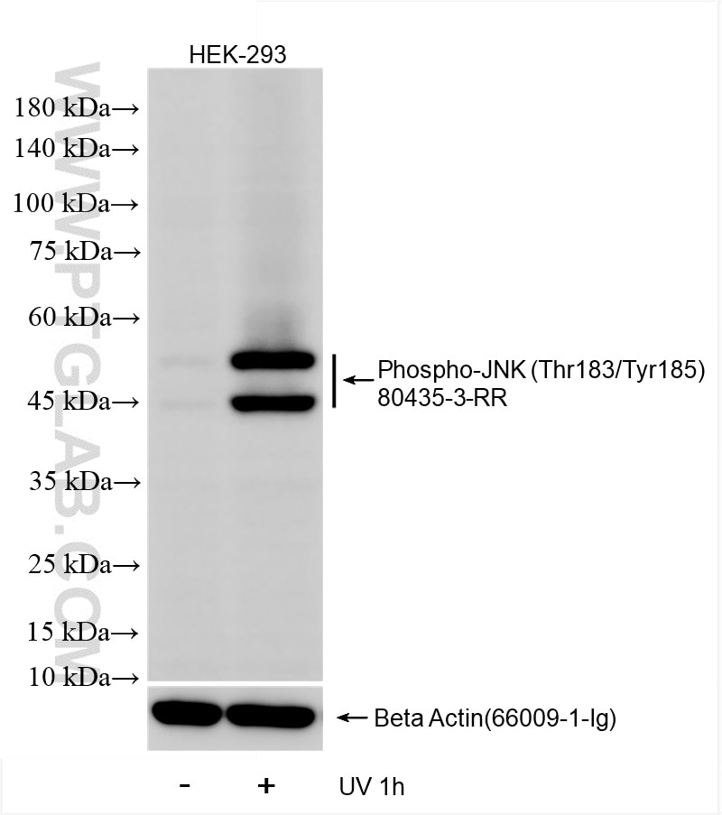 Western Blot (WB) analysis of HEK-293 cells using Phospho-JNK (Thr183/Tyr185) Recombinant antibody (80435-3-RR)