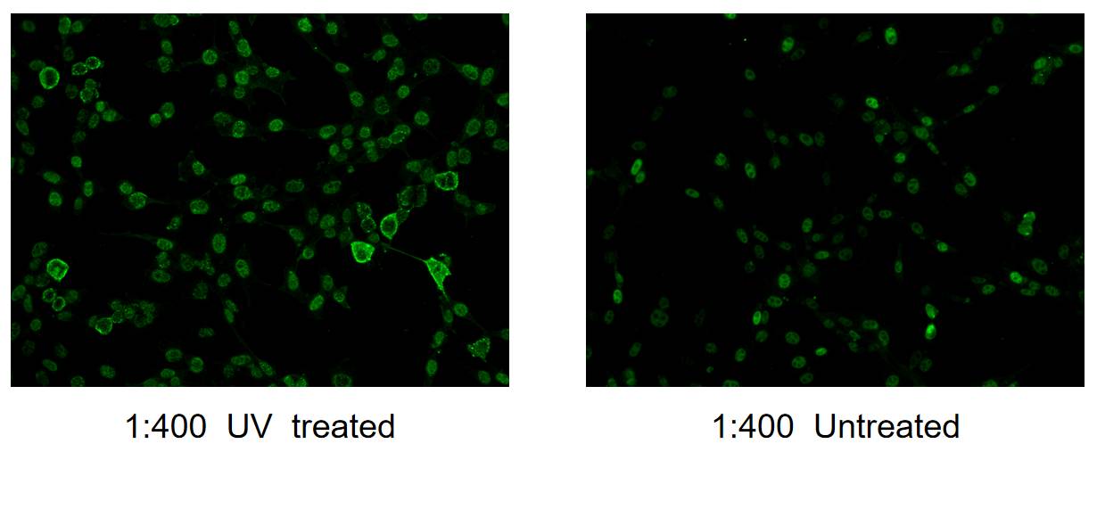 Immunofluorescence (IF) / fluorescent staining of NIH/3T3 cells using Phospho-JUN (Ser73) Polyclonal antibody (28891-1-AP)