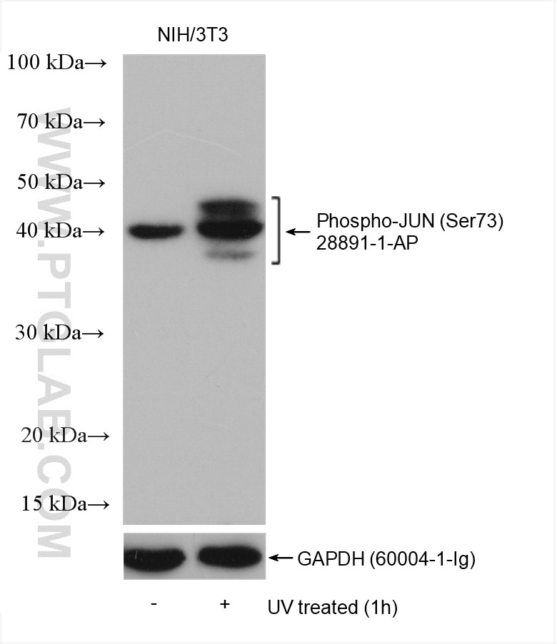 Western Blot (WB) analysis of various lysates using Phospho-JUN (Ser73) Polyclonal antibody (28891-1-AP)