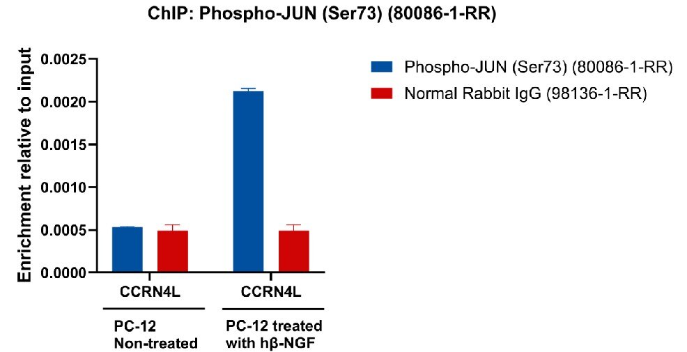 ChIP experiment of PC-12 cells using Phospho-JUN (Ser73) Recombinant antibody (80086-1-RR)