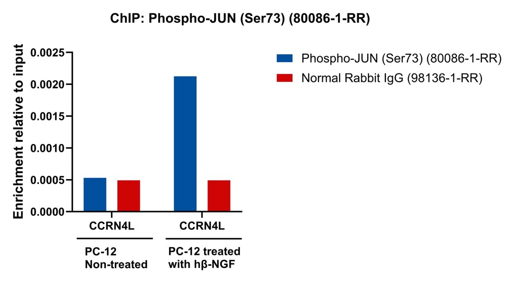 ChIP experiment of PC-12 cells using Phospho-JUN (Ser73) Recombinant antibody (80086-1-RR)