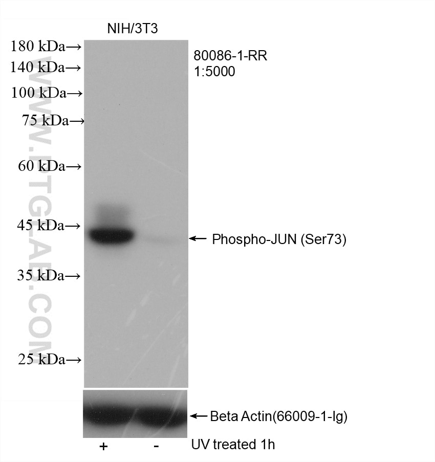 Western Blot (WB) analysis of NIH/3T3 cells using Phospho-JUN (Ser73) Recombinant antibody (80086-1-RR)