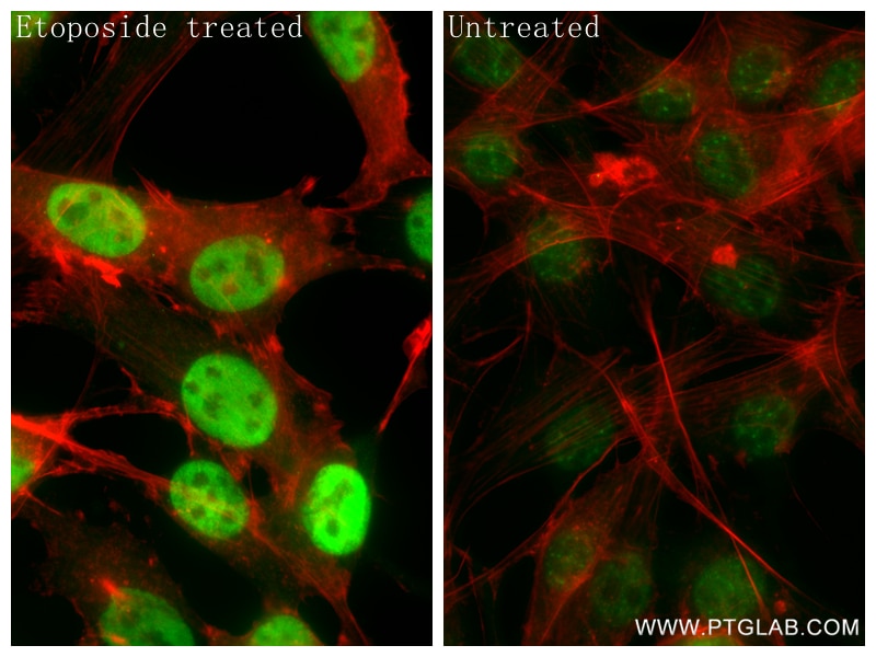 Immunofluorescence (IF) / fluorescent staining of NIH/3T3 cells using Phospho-KAP1 (Ser824) Recombinant monoclonal antib (87309-1-RR)