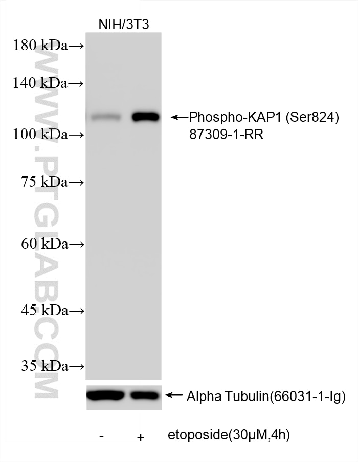 Western Blot (WB) analysis of various lysates using Phospho-KAP1 (Ser824) Recombinant monoclonal antib (87309-1-RR)