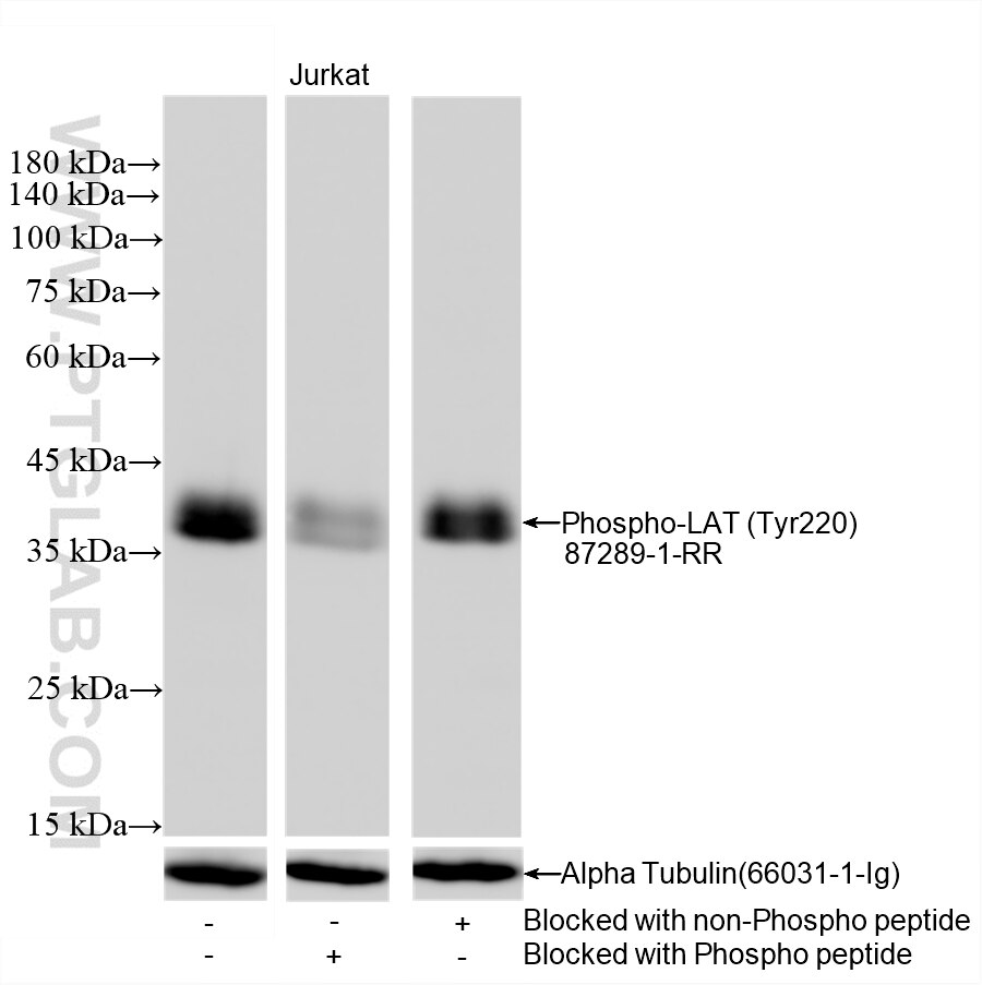 WB analysis of Jurkat using 87289-1-RR (same clone as 87289-1-PBS) Western Blot (WB) analysis of Jurkat cells using Phospho-LAT (Tyr220) Recombinant monoclonal antibo (87289-1-RR)