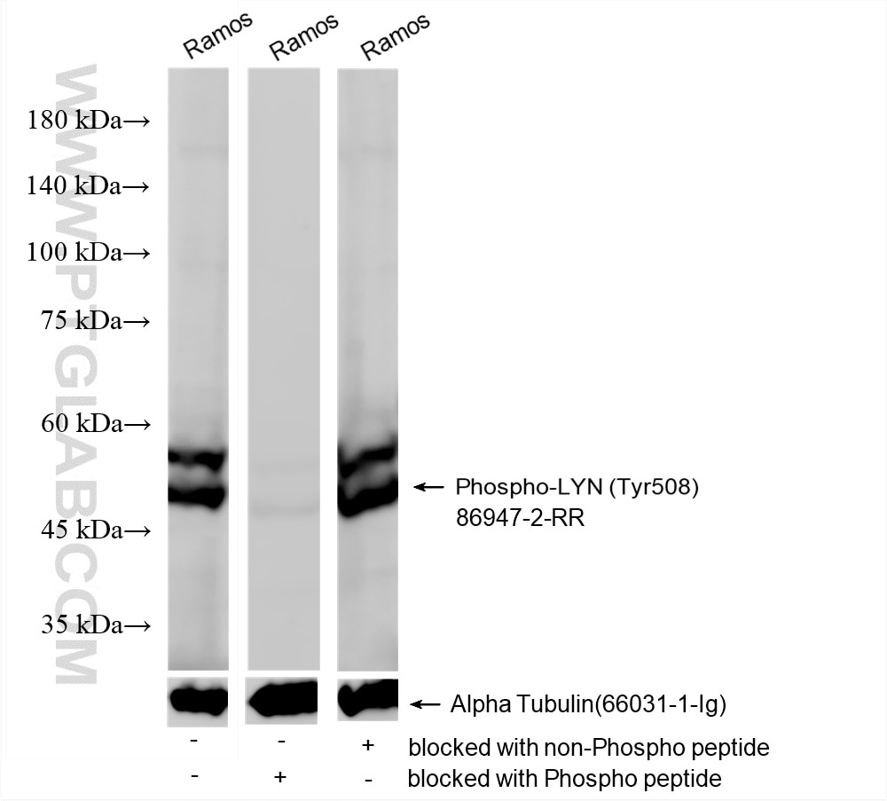 Ramos cell lysates were subjected to SDS PAGE followed by western blot with 80351-3-RR (Phospho-LYN (Tyr508)antibody) blocked with BSA only, Phospho-LYN (Tyr508) peptide or non-Phospho peptide at dilution of 1:1000 incubated at room temperature for 1.5 hours. Western Blot (WB) analysis of various lysates using Phospho-LYN (Tyr508) Recombinant monoclonal antibo (86947-2-RR)