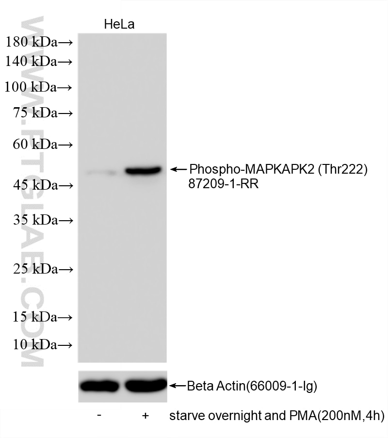 WB analysis using 87209-1-RR (same clone as 87209-1-PBS) Western Blot (WB) analysis of various lysates using Phospho-MAPKAPK2 (Thr222) Recombinant monoclonal a (87209-1-RR)