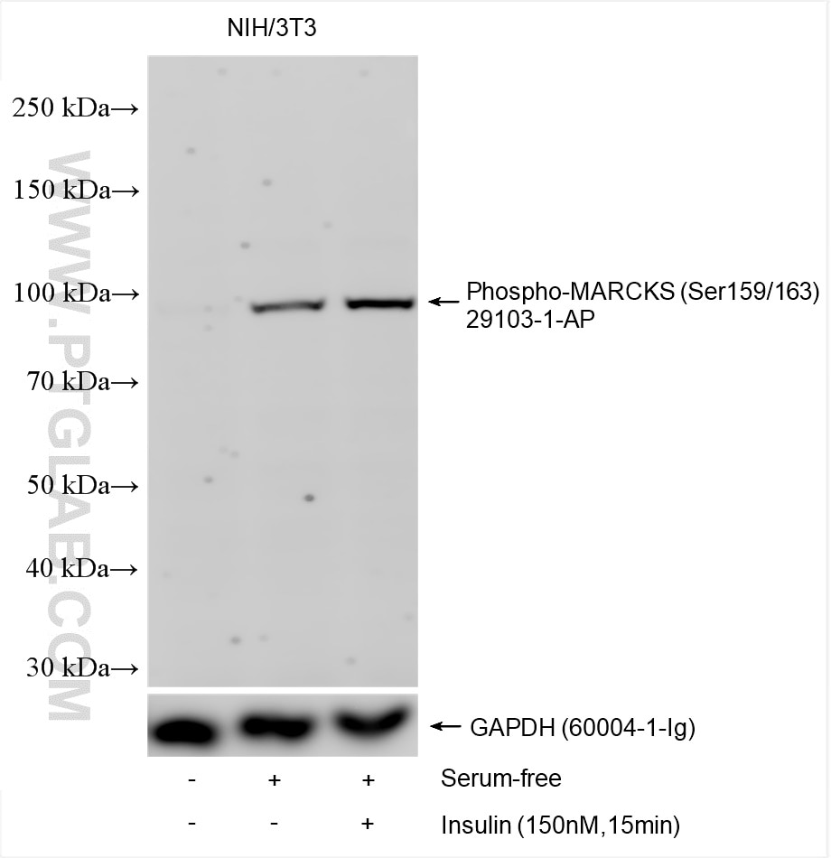 Western Blot (WB) analysis of various lysates using Phospho-MARCKS (Ser159/163) Polyclonal antibody (29103-1-AP)