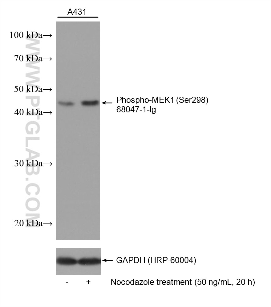 Western Blot (WB) analysis of various lysates using Phospho-MEK1 (Ser298) Monoclonal antibody (68047-1-Ig)